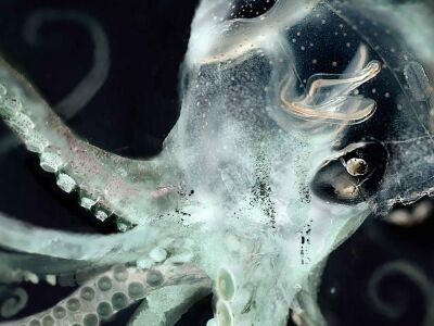 Subtones: Octopus